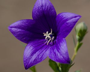 Preview wallpaper platycodon, flower, petals, purple, plant, macro