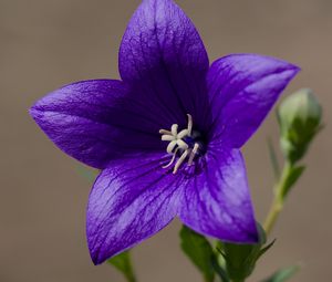 Preview wallpaper platycodon, flower, petals, purple, plant, macro