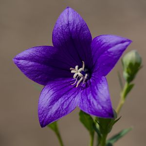 Preview wallpaper platycodon, flower, petals, purple, plant, macro