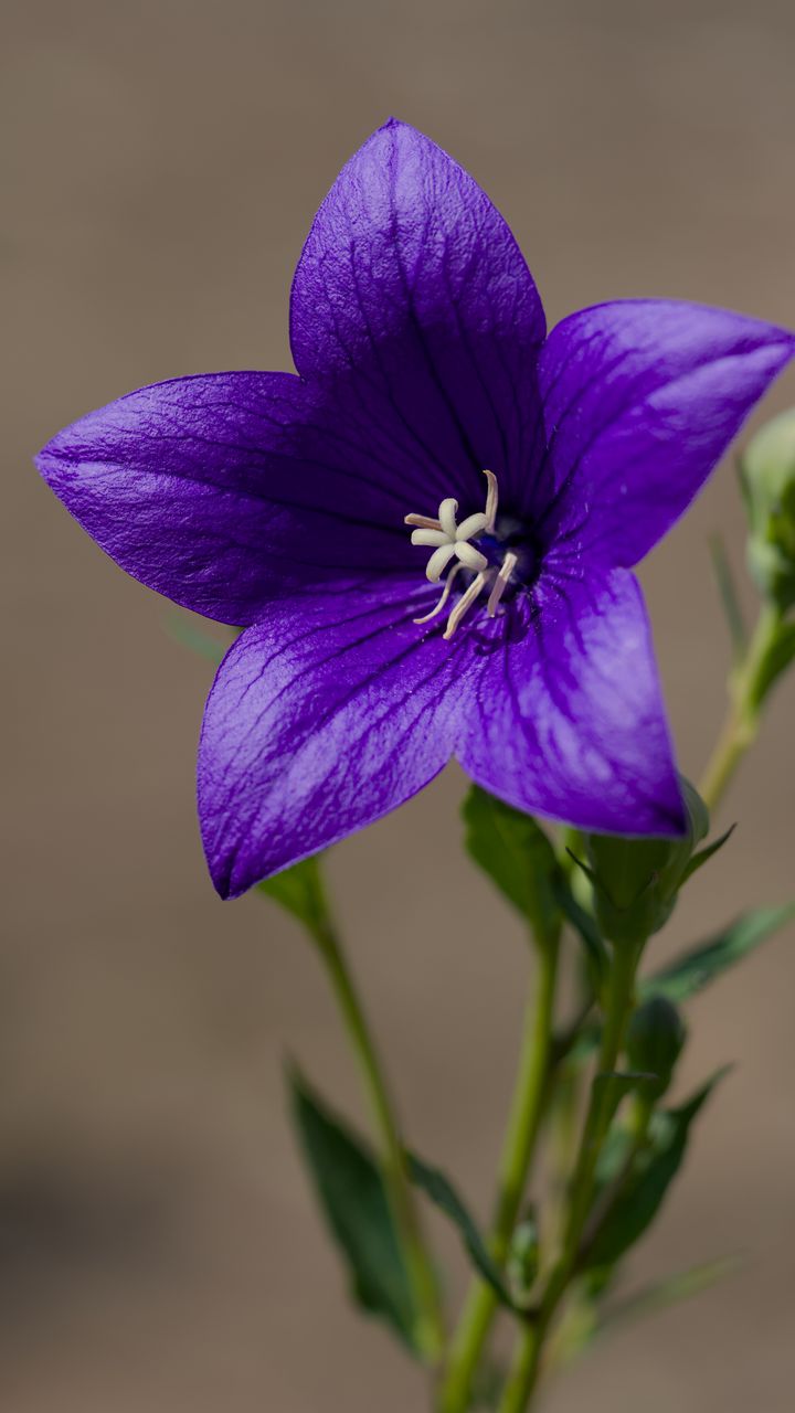 720x1280 Wallpaper platycodon, flower, petals, purple, plant, macro