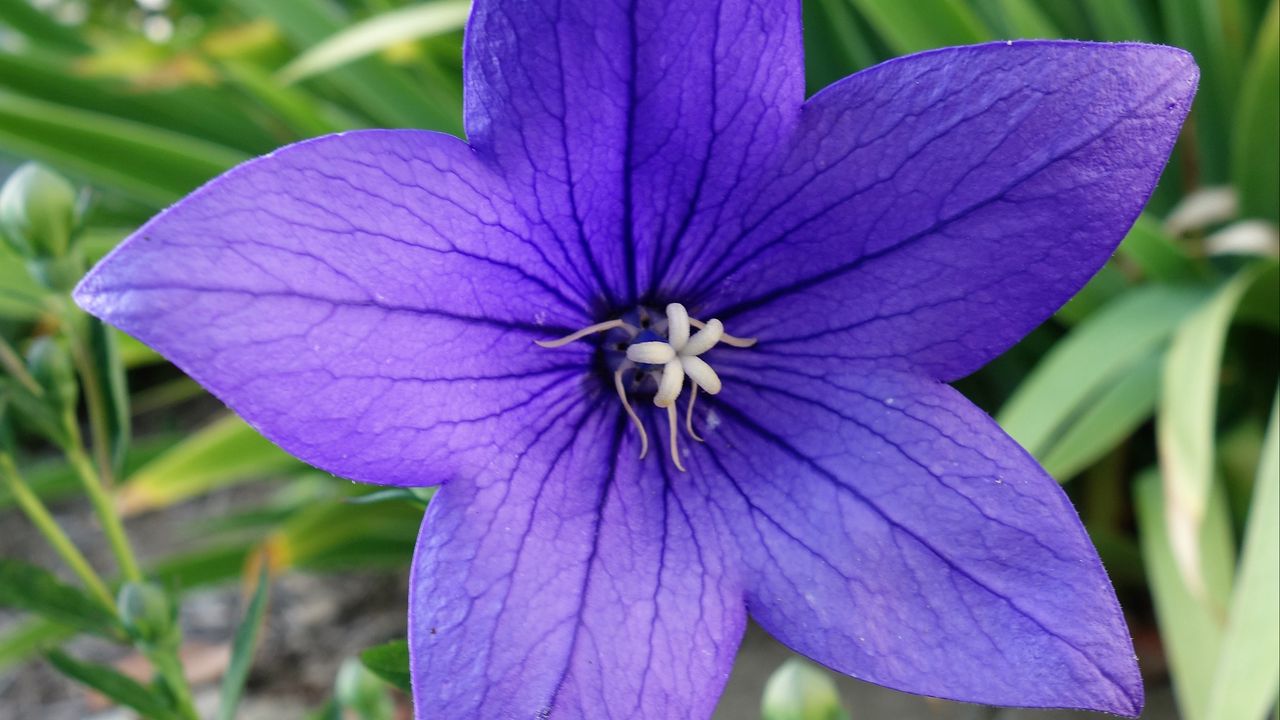 Wallpaper platycodon, flower, petals, purple