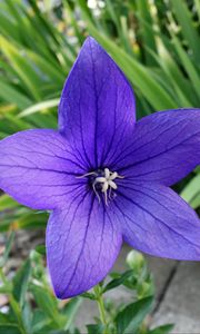 Preview wallpaper platycodon, flower, petals, purple