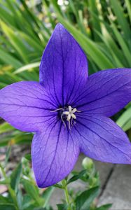 Preview wallpaper platycodon, flower, petals, purple