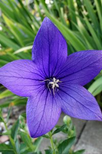 Preview wallpaper platycodon, flower, petals, purple