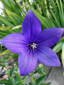 Preview wallpaper platycodon, flower, petals, purple