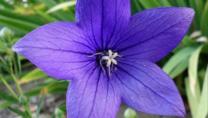 Preview wallpaper platycodon, flower, petals, purple