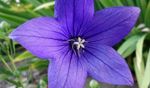 Preview wallpaper platycodon, flower, petals, purple