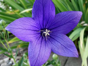 Preview wallpaper platycodon, flower, petals, purple