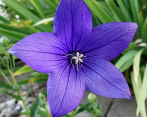 Preview wallpaper platycodon, flower, petals, purple