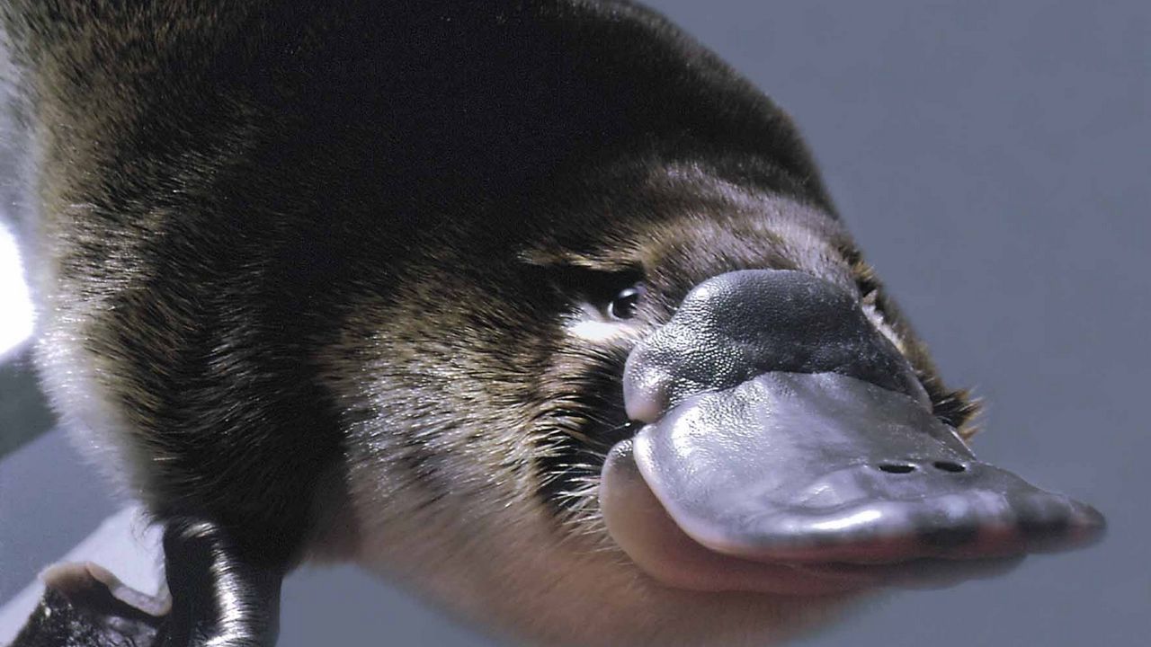 Wallpaper platypus, swim, look
