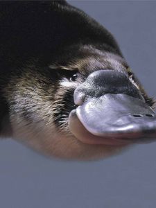 Preview wallpaper platypus, swim, look