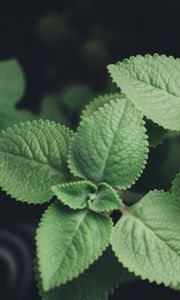 Preview wallpaper plectranthus, leaves, plants, macro