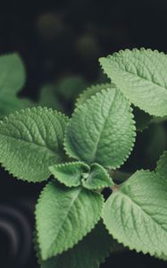 Preview wallpaper plectranthus, leaves, plants, macro