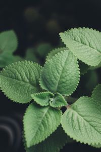 Preview wallpaper plectranthus, leaves, plants, macro