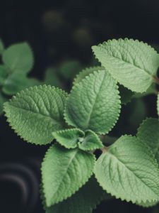 Preview wallpaper plectranthus, leaves, plants, macro