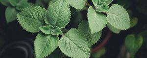 Preview wallpaper plectranthus, leaves, plants, macro