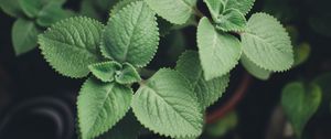 Preview wallpaper plectranthus, leaves, plants, macro