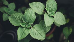 Preview wallpaper plectranthus, leaves, plants, macro