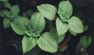 Preview wallpaper plectranthus, leaves, plants, macro