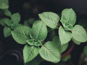 Preview wallpaper plectranthus, leaves, plants, macro