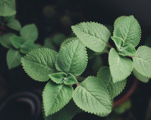 Preview wallpaper plectranthus, leaves, plants, macro