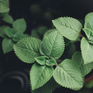 Preview wallpaper plectranthus, leaves, plants, macro