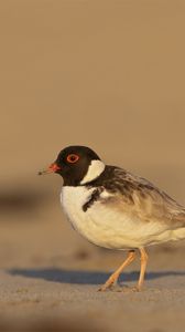 Preview wallpaper plover, bird, sand, wildlife