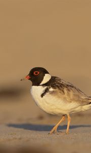 Preview wallpaper plover, bird, sand, wildlife