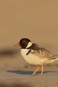 Preview wallpaper plover, bird, sand, wildlife