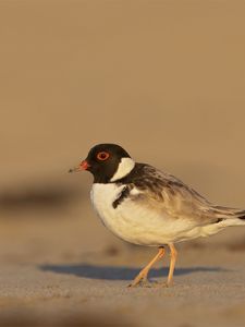 Preview wallpaper plover, bird, sand, wildlife