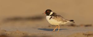 Preview wallpaper plover, bird, sand, wildlife