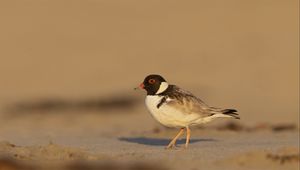 Preview wallpaper plover, bird, sand, wildlife