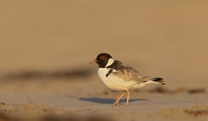 Preview wallpaper plover, bird, sand, wildlife