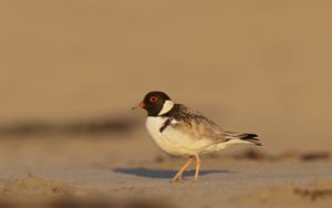 Preview wallpaper plover, bird, sand, wildlife