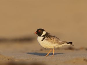 Preview wallpaper plover, bird, sand, wildlife