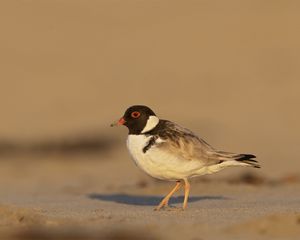 Preview wallpaper plover, bird, sand, wildlife