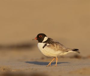 Preview wallpaper plover, bird, sand, wildlife