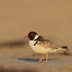 Preview wallpaper plover, bird, sand, wildlife