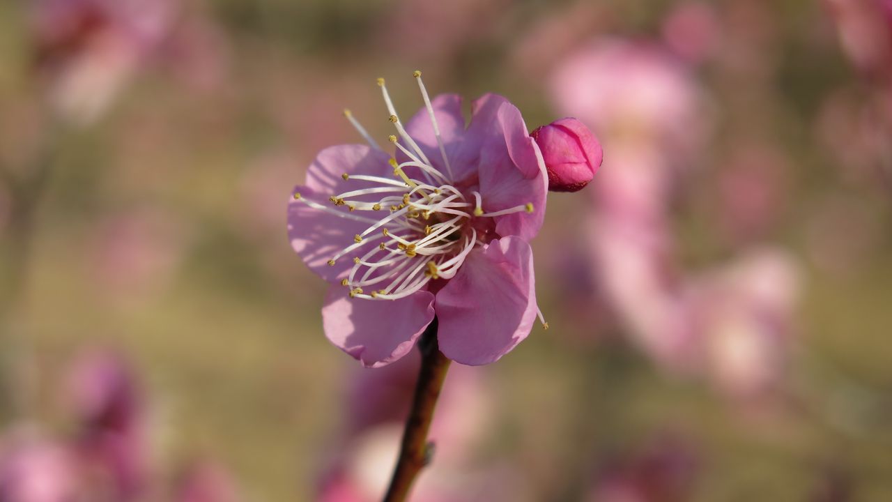 Wallpaper plum, blossom, branch, flower