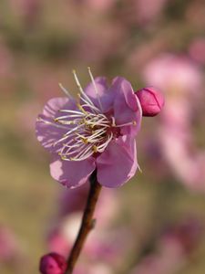 Preview wallpaper plum, blossom, branch, flower