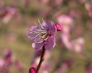 Preview wallpaper plum, blossom, branch, flower