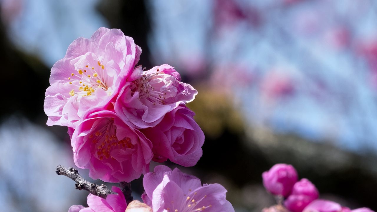 Wallpaper plum blossoms, flowers, spring, petals, pink, blur