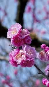 Preview wallpaper plum blossoms, flowers, spring, petals, pink, blur