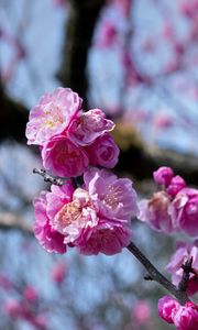 Preview wallpaper plum blossoms, flowers, spring, petals, pink, blur