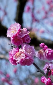 Preview wallpaper plum blossoms, flowers, spring, petals, pink, blur