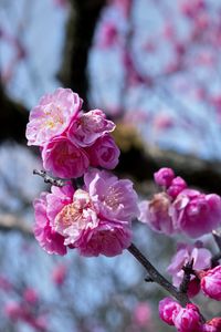 Preview wallpaper plum blossoms, flowers, spring, petals, pink, blur