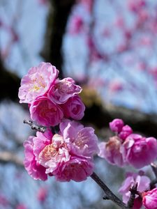 Preview wallpaper plum blossoms, flowers, spring, petals, pink, blur