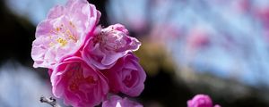 Preview wallpaper plum blossoms, flowers, spring, petals, pink, blur