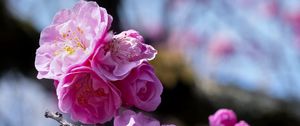 Preview wallpaper plum blossoms, flowers, spring, petals, pink, blur