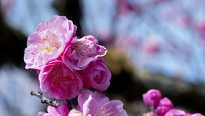 Preview wallpaper plum blossoms, flowers, spring, petals, pink, blur